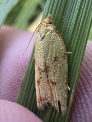 Sparganothis sulfureana