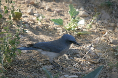 Aphelocoma wollweberi