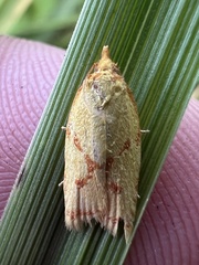 Sparganothis sulfureana