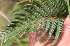 Pityrogramma austroamericana