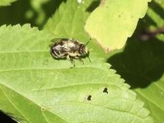 Apinae