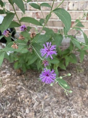 Vernonia texana