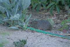 Sigmodon arizonae