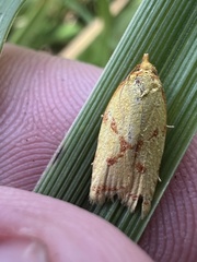 Sparganothis sulfureana