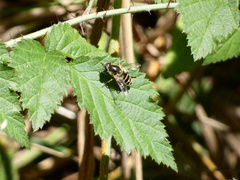 Eristalis hirta