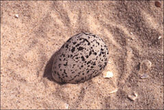 Thinornis cucullatus