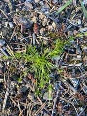 Sagina saginoides