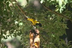 Icterus parisorum