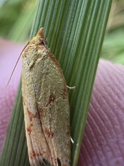 Sparganothis sulfureana