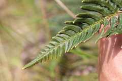 Pityrogramma austroamericana