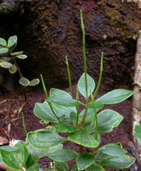 Peperomia leptostachya