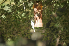 Baeolophus wollweberi