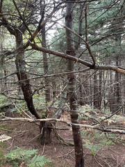 Pinus strobus