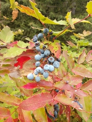 Berberis