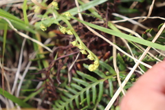 Pityrogramma austroamericana