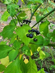 Solanum nigrum