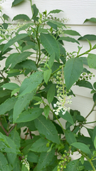 Phytolacca americana