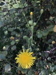 Sonchus arvensis