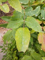Berberis