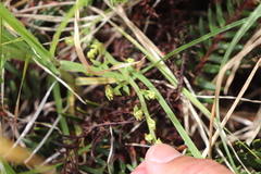 Pityrogramma austroamericana