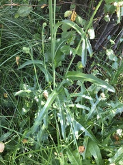 Sonchus arvensis