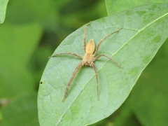 Pisaurina mira
