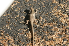 Aspidoscelis sonorae