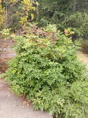 Berberis