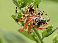 Araneus marmoreus