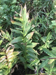 Maianthemum stellatum