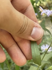 Symphyotrichum