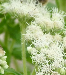 Brickellia eupatorioides