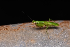 Odontomantis sinensis