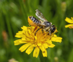 Megachile centuncularis