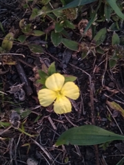 Oenothera pubescens