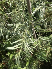 Salix exigua