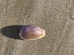 Naria erosa