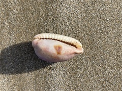 Naria erosa