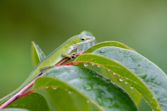 Anolis carolinensis
