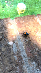 Euthyrhynchus floridanus