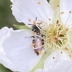 Macroteropsis