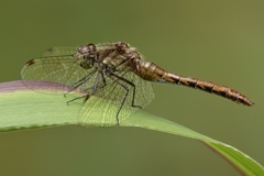 Sympetrum semicinctum