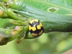 Illeis galbula