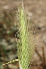 Triticeae
