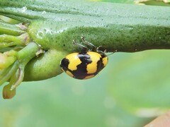 Illeis galbula