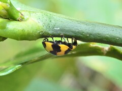 Illeis galbula