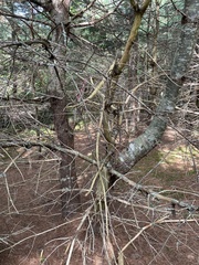 Pinus strobus