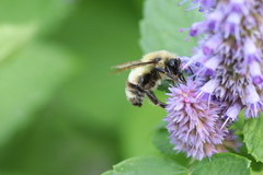 Bombus bimaculatus