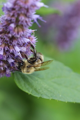 Bombus bimaculatus
