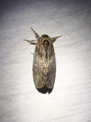 Peridea basitriens
